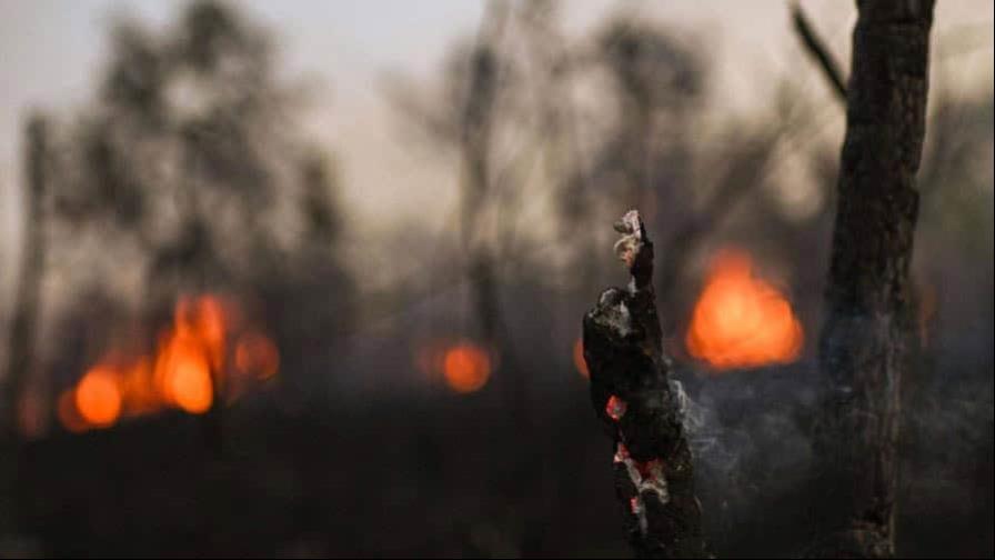 América registró incendios forestales especialmente intensos en 2024, según Copernicus América registró incendios forestales especialmente intensos en 2024, según Copernicus