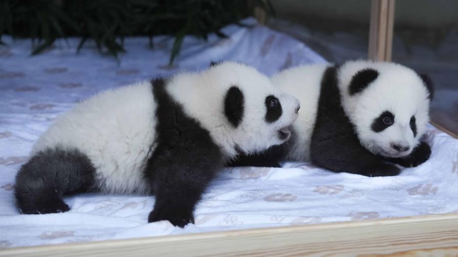 El Zoo de Berlín bautiza como Leni y Lotti a las dos crías de panda que nacieron en verano El Zoo de Berlín bautiza como Leni y Lotti a las dos crías de panda que nacieron en verano