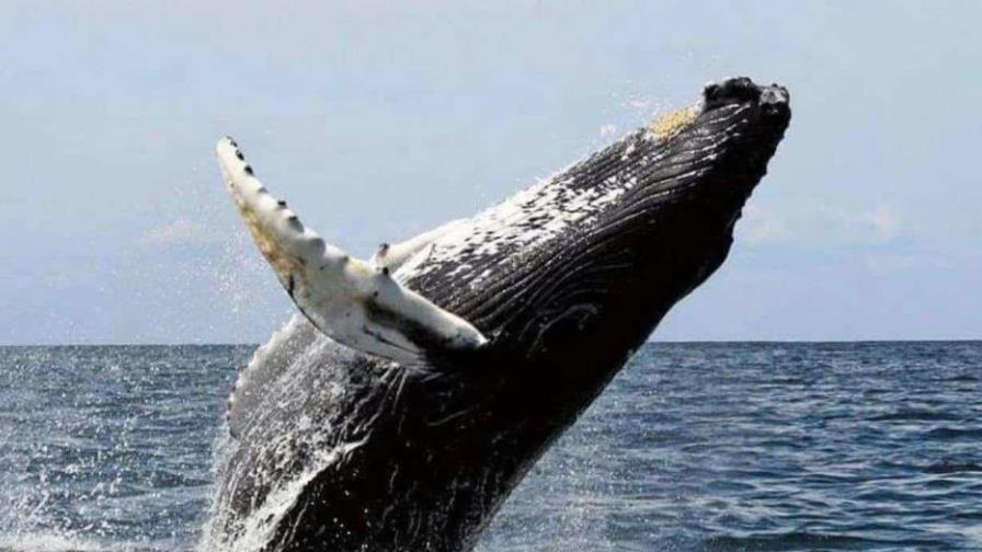 Islandia autoriza la caza de ballenas hasta 2029 Islandia autoriza la caza de ballenas hasta 2029