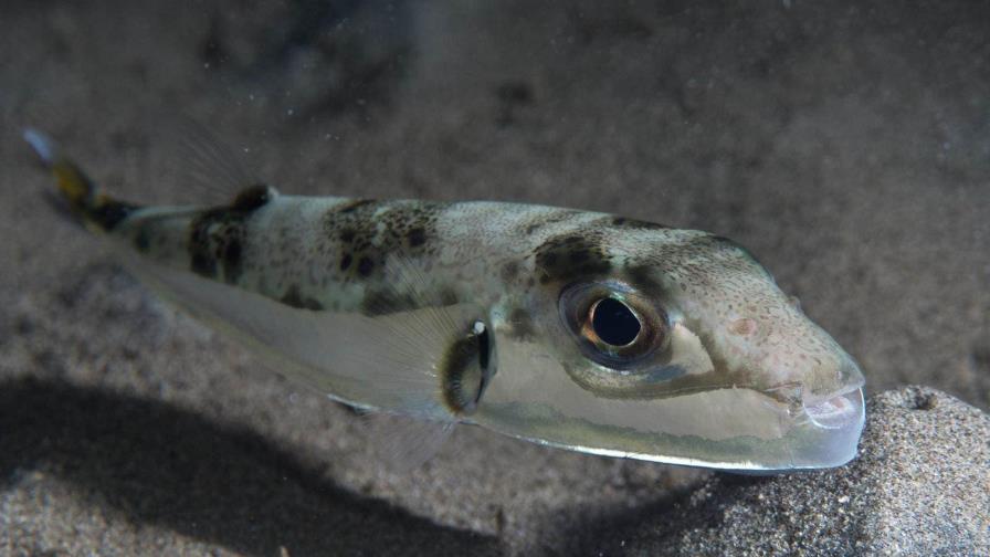 Pirañas del Mediterráneo: el invasivo pez globo tóxico que se come la pesca Pirañas del Mediterráneo: el invasivo pez globo tóxico que se come la pesca